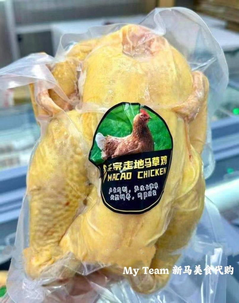 正宗走地马草鸡