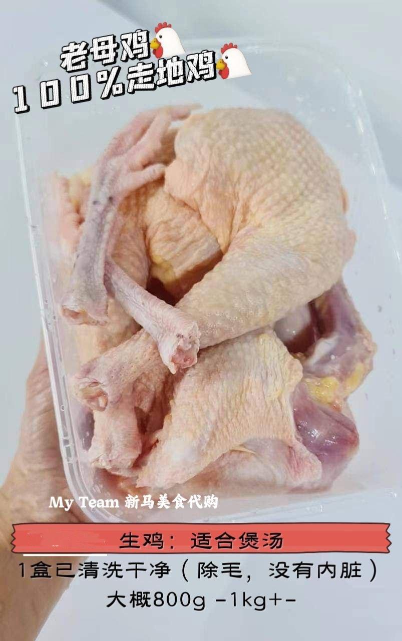 老母鸡走地鸡