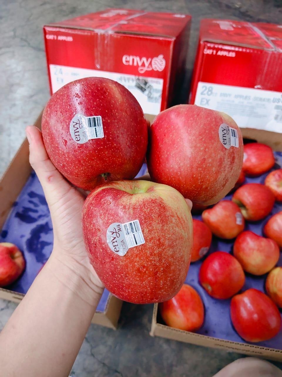 NZ Envy Apple 3616  XLSize (PC)