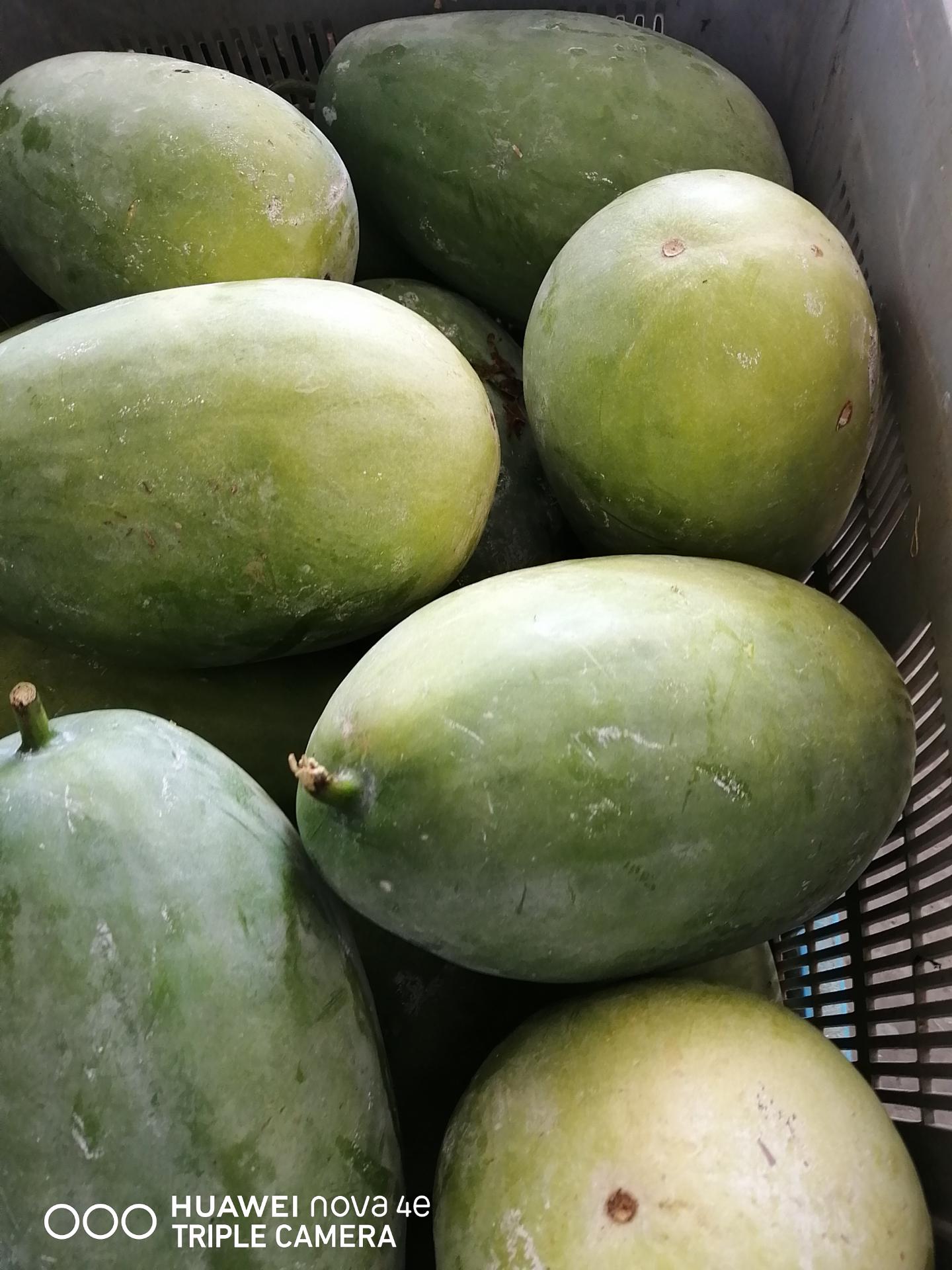 冬瓜 WINTER MELON