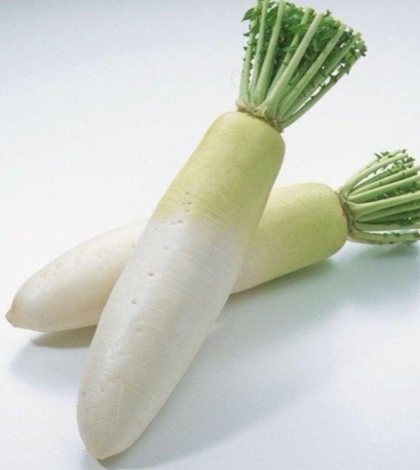 白蘿蔔 white radish