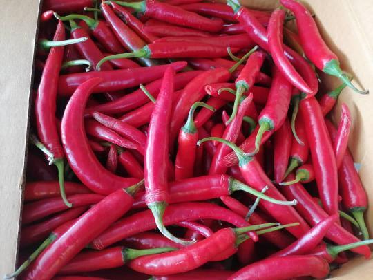 本地紅力  cili merah