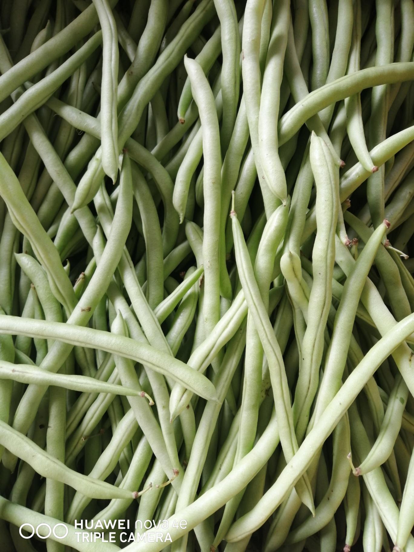 毛豆 GREEN BEAN