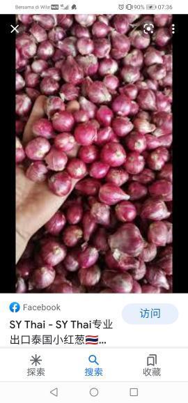 小蔥頭 Xiaozhi Onion