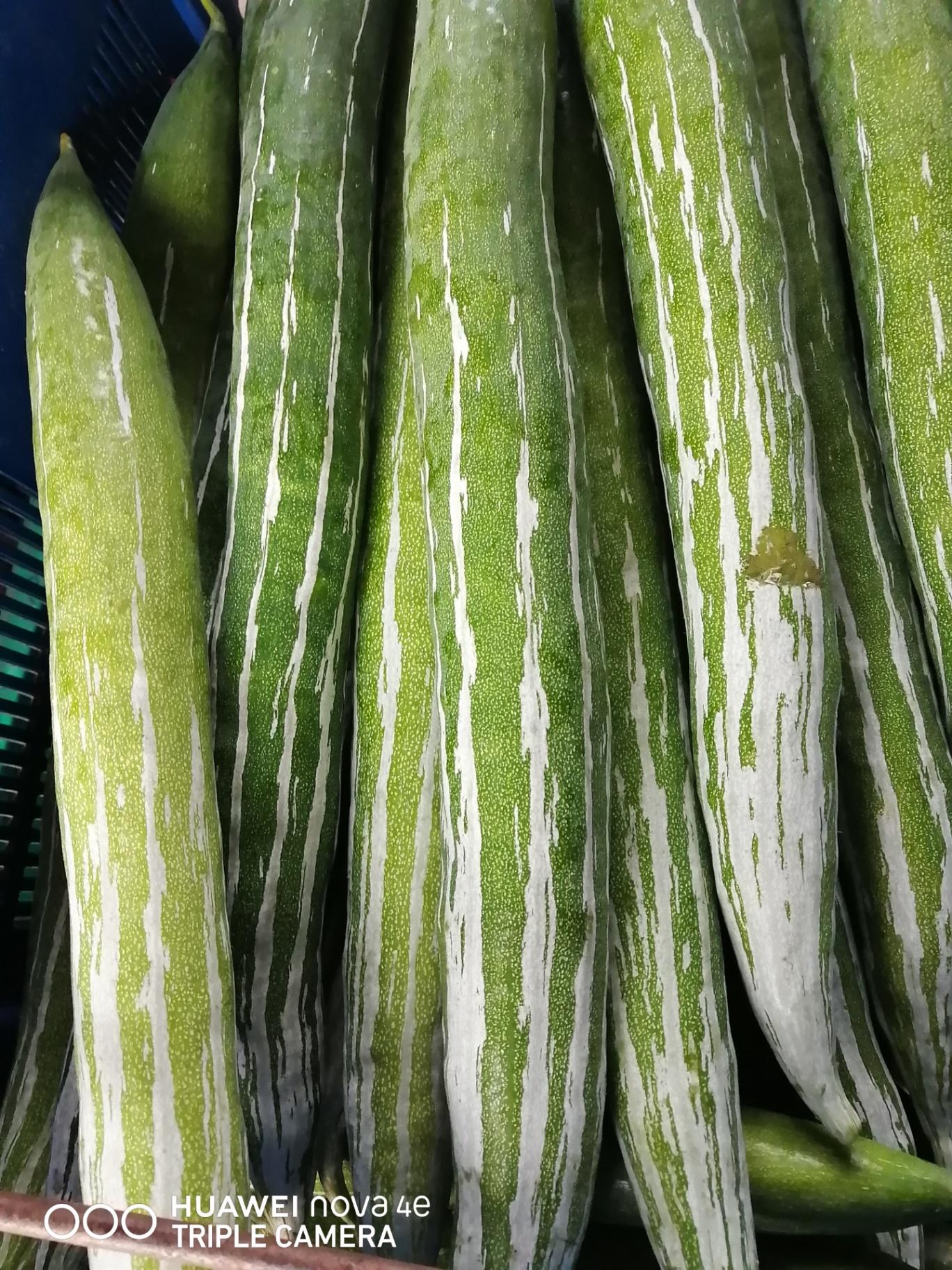 蛇瓜 ular