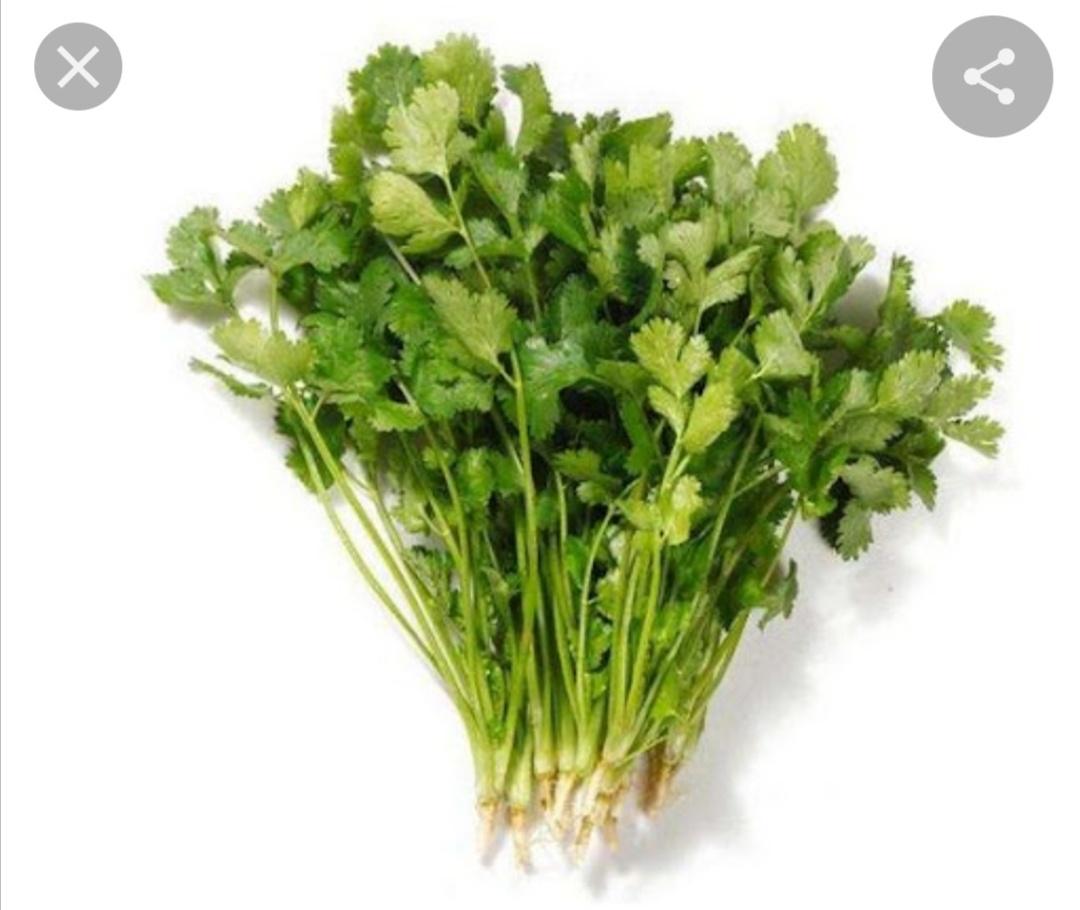 daun ketumbar thai 元西