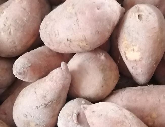 紅番薯 SWEET POTATO