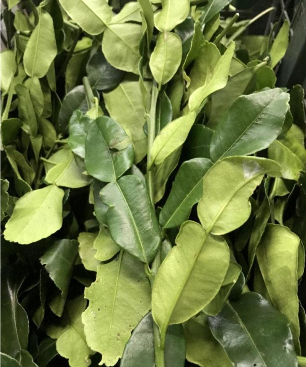 daun limau thai 风甘叶