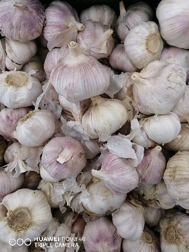 蒜米 Garlic