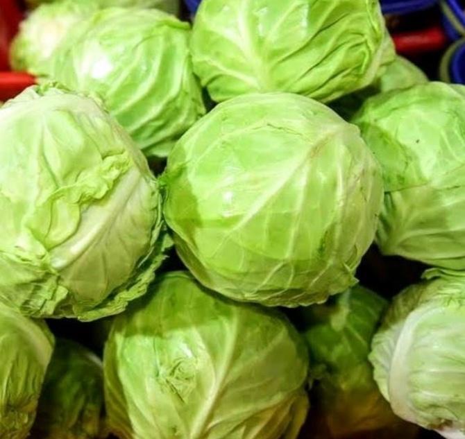 北京包菜 beijing cabbage