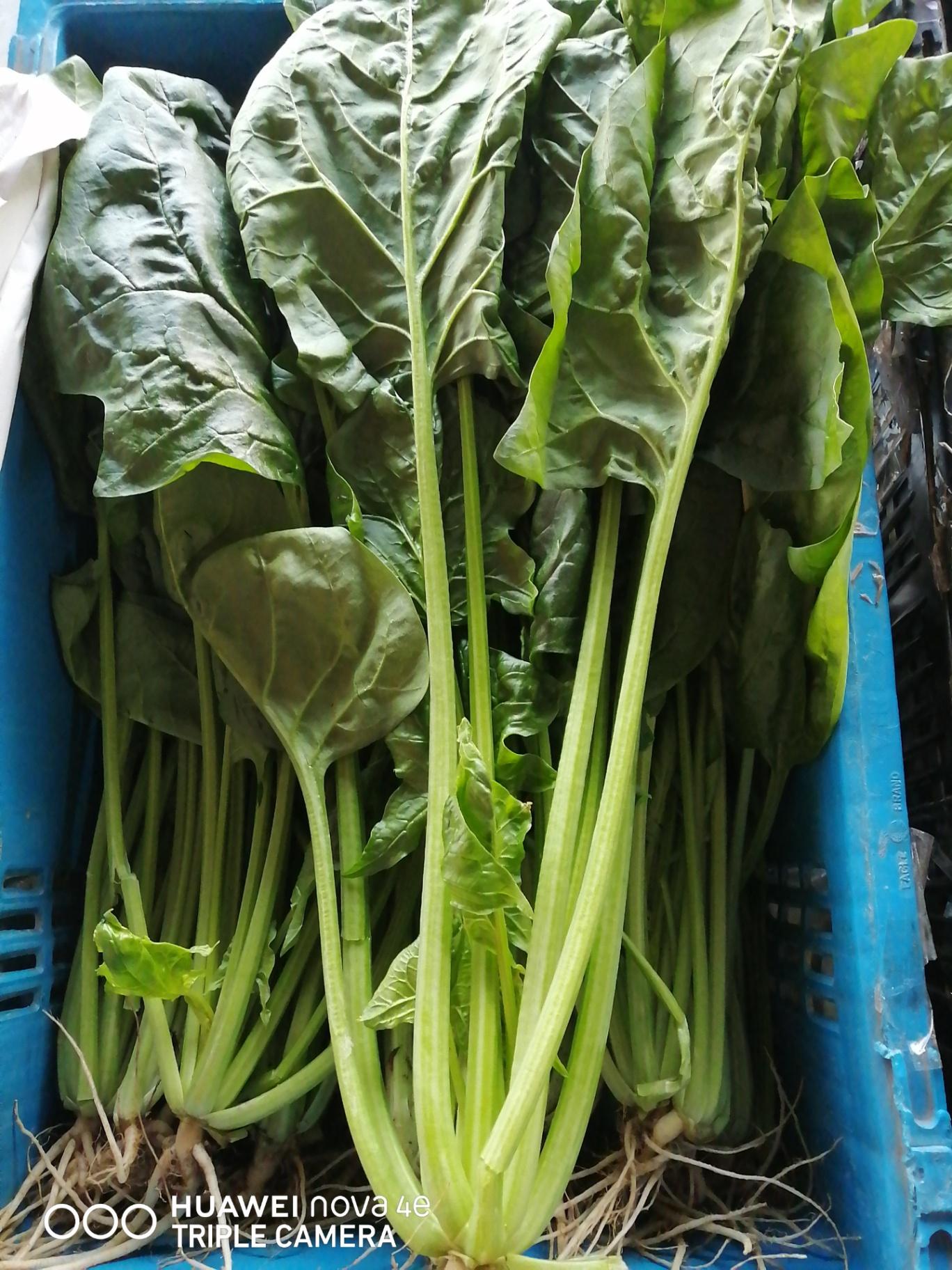 波菜