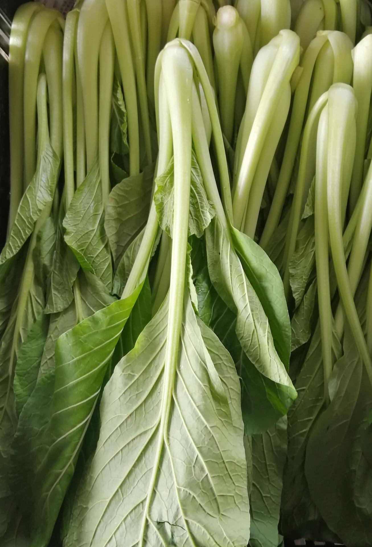 金馬崙菜心 chol sum