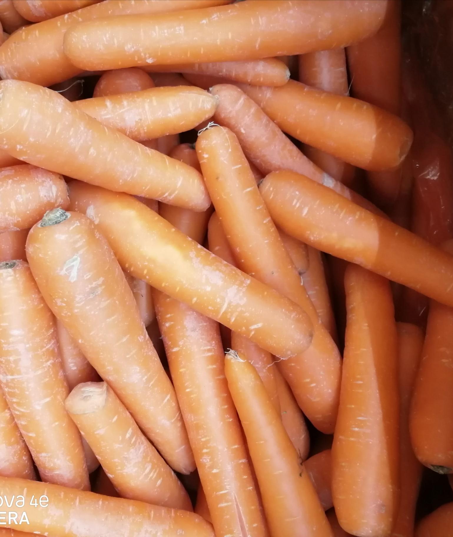 紅罗卜carrot