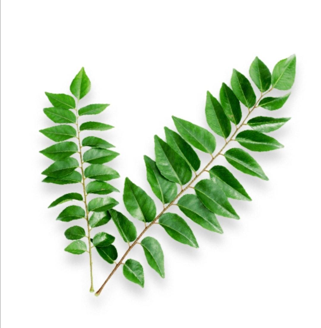 咖里叶 CURRY LEAVES