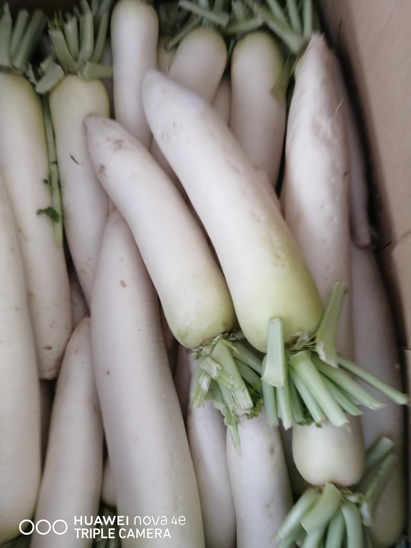 白羅卜