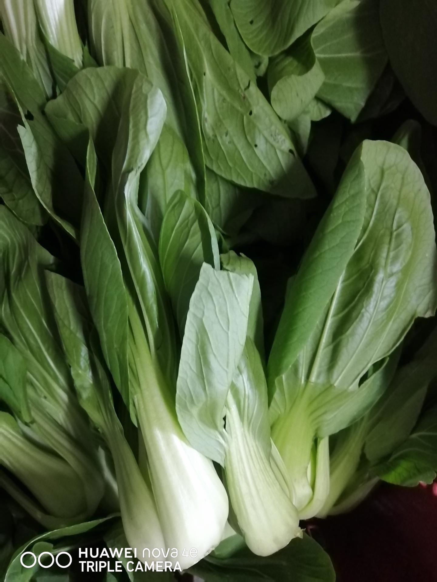 小白菜 small pak choy