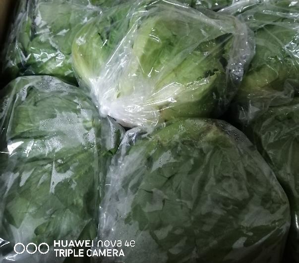 玻璃生菜 ICEBERG LETTUCE