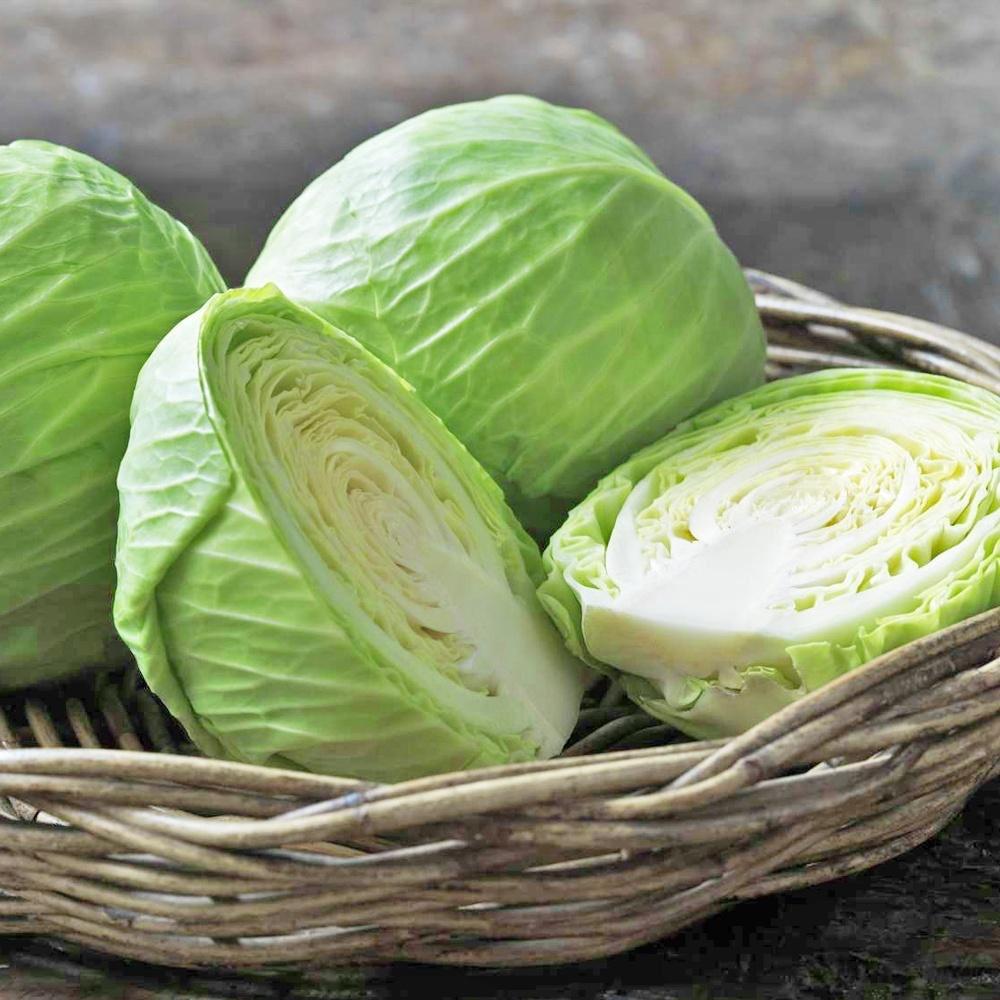Beijing Cabbage / Kubis China / 北京包菜 (1KG+-)