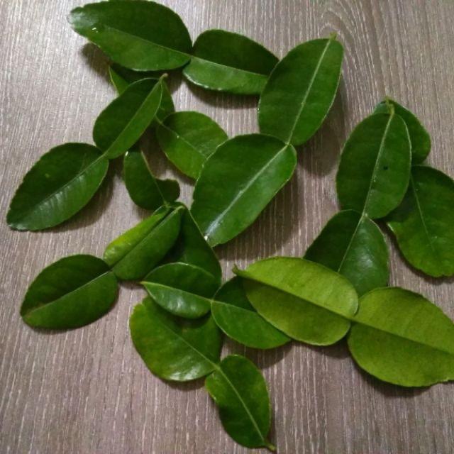 Kaffir Lime Leaf / Daun Limau / 酸柑叶 (50g）