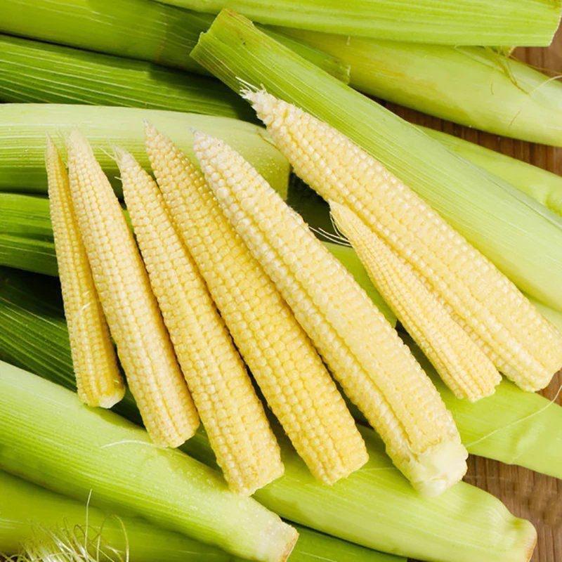 Baby Corn / Anak Jagung / 玉米芯 (100g/pack)