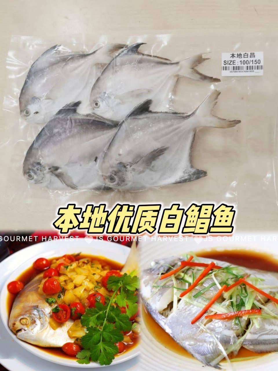 本地优质白鲳鱼