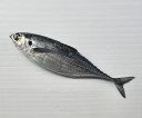 Ikan Cencaru Laut Saiz M [4E] - Malaysia * Kg