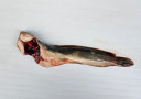 Ikan Keli Bela Potong Ekor/150Gm+ - Malaysia * Kg