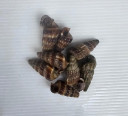 Siput Sedut / Balitong Laut Saiz AB - Indonesia * Kg