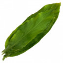 Daun Kunyit - Malaysia * Kg