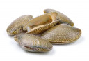 Kerang Lala Saiz B [900Gm++] - Indonesia * Pkt/900Gm++