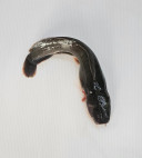 Ikan Keli Bela Saiz M [150Gm++] - Malaysia * Kg