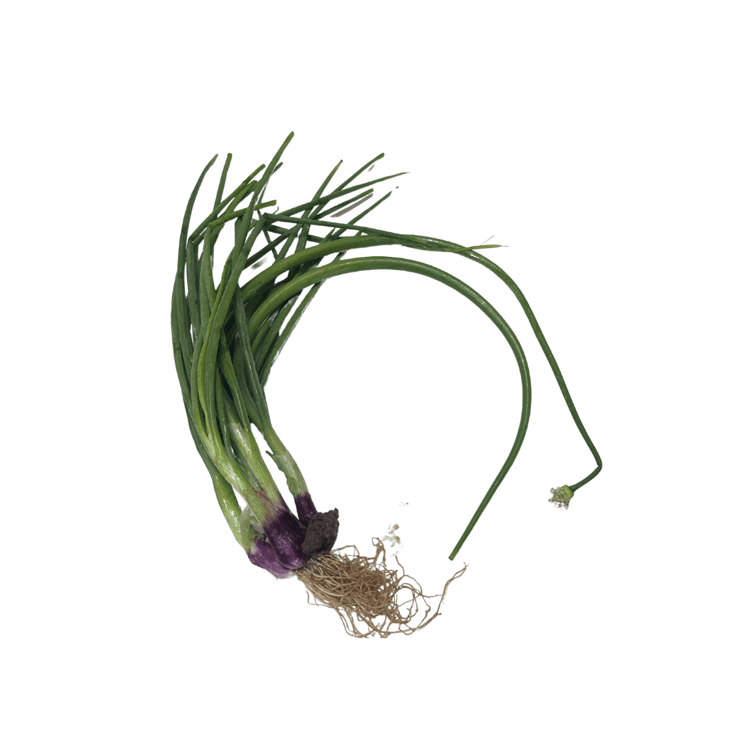 Daun Bawang