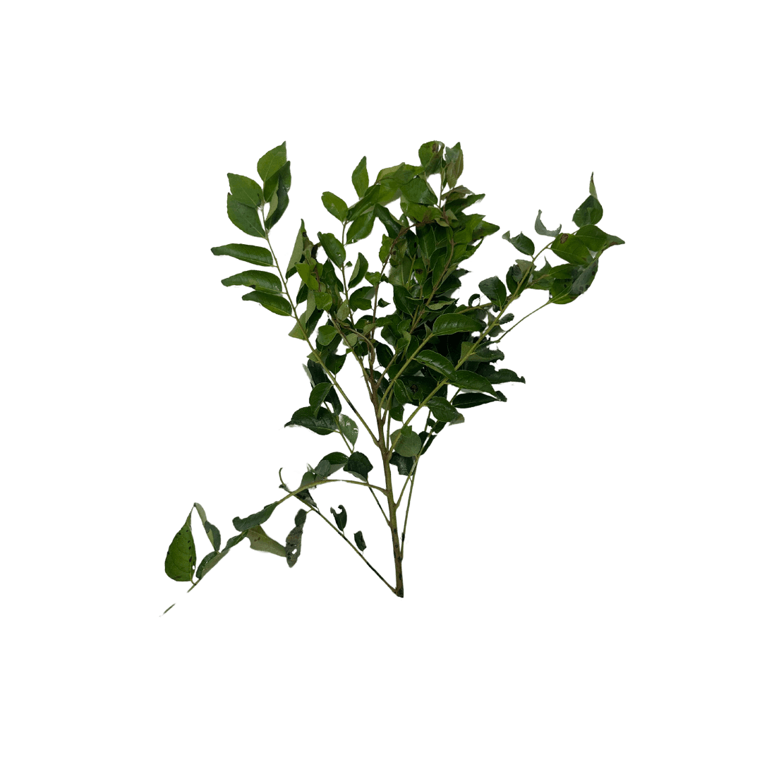 Daun Kari