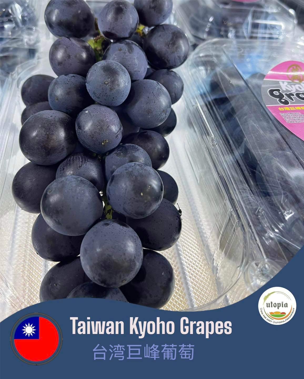 Taiwan Kyoho Grapes🍇巨峰葡萄