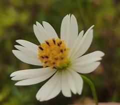 White Ulam Raja Flower