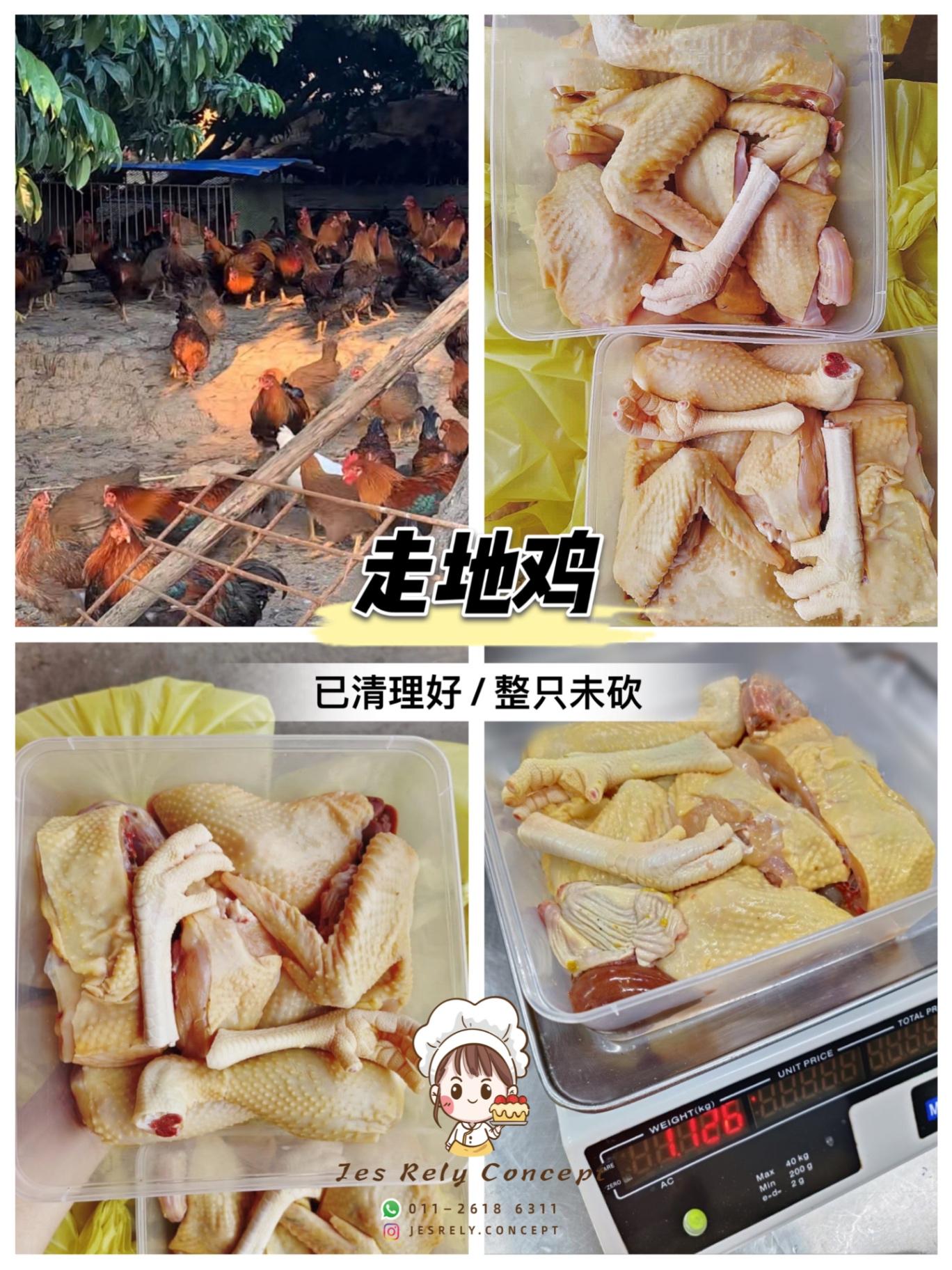 走地鸡