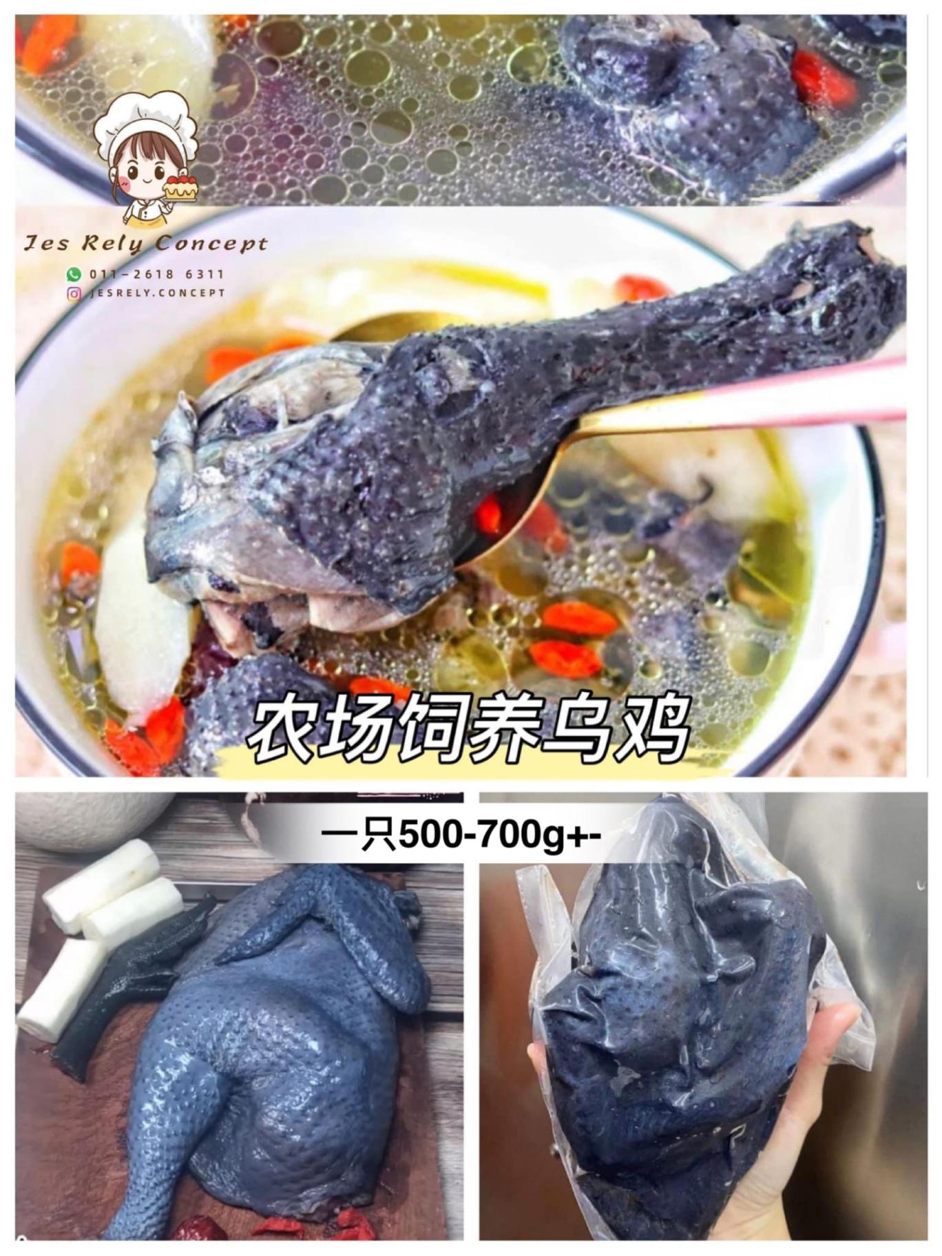 农场饲养乌鸡 Silky Chicken