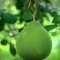 Sweet Pamelo (Sabah) Size:±1.9kg (XL)