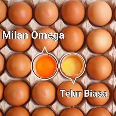 Telu ayam Omega 10pc