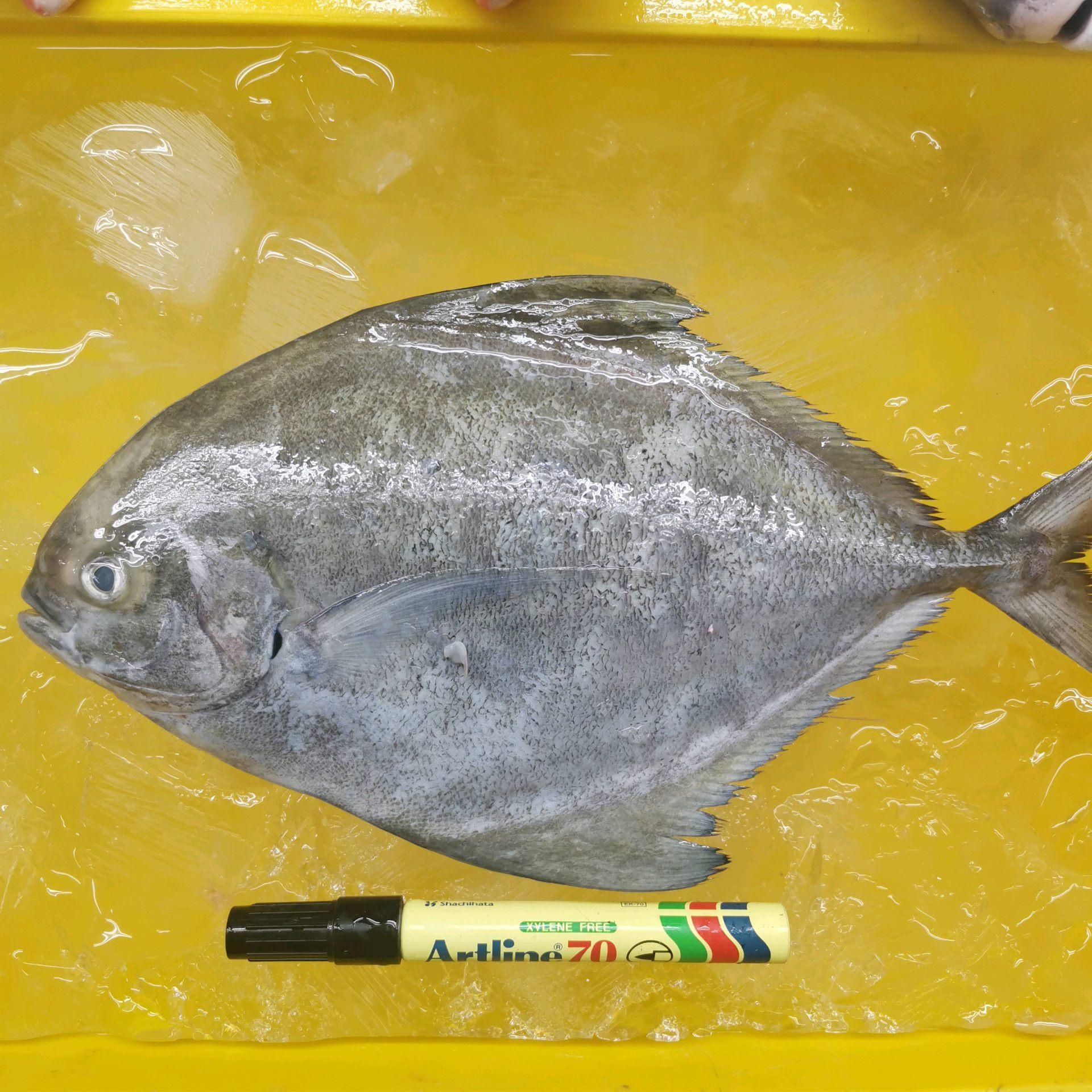 Bawal Hitam/Black Pomfret 1pc (560-650g)