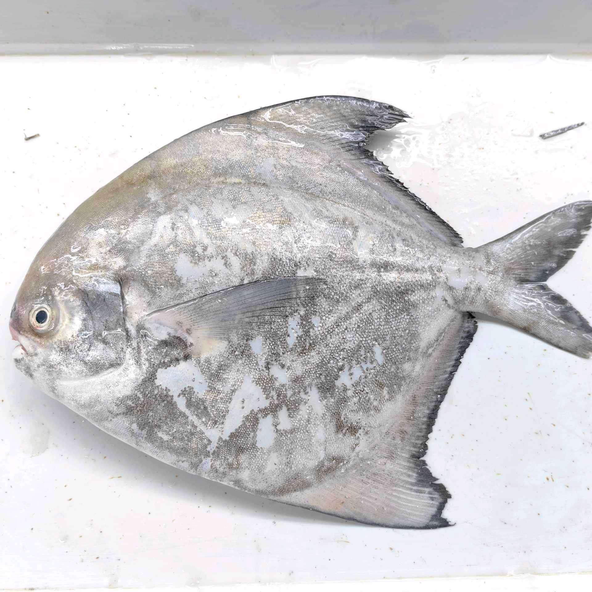 Bawal Tambak AAA/Silver Pomfret AAA (Sekinchan) 1pc (650-750g)