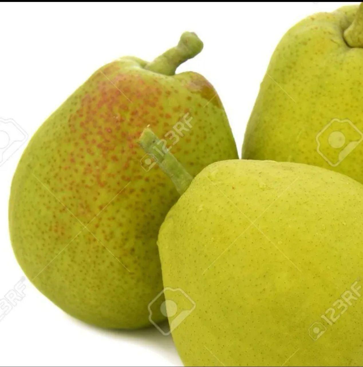 Fragrant Pear (Size:L) 5/4 pcs