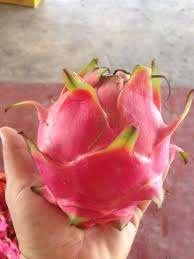 Dragon Fruit AA (Red) Size: XL ±700g