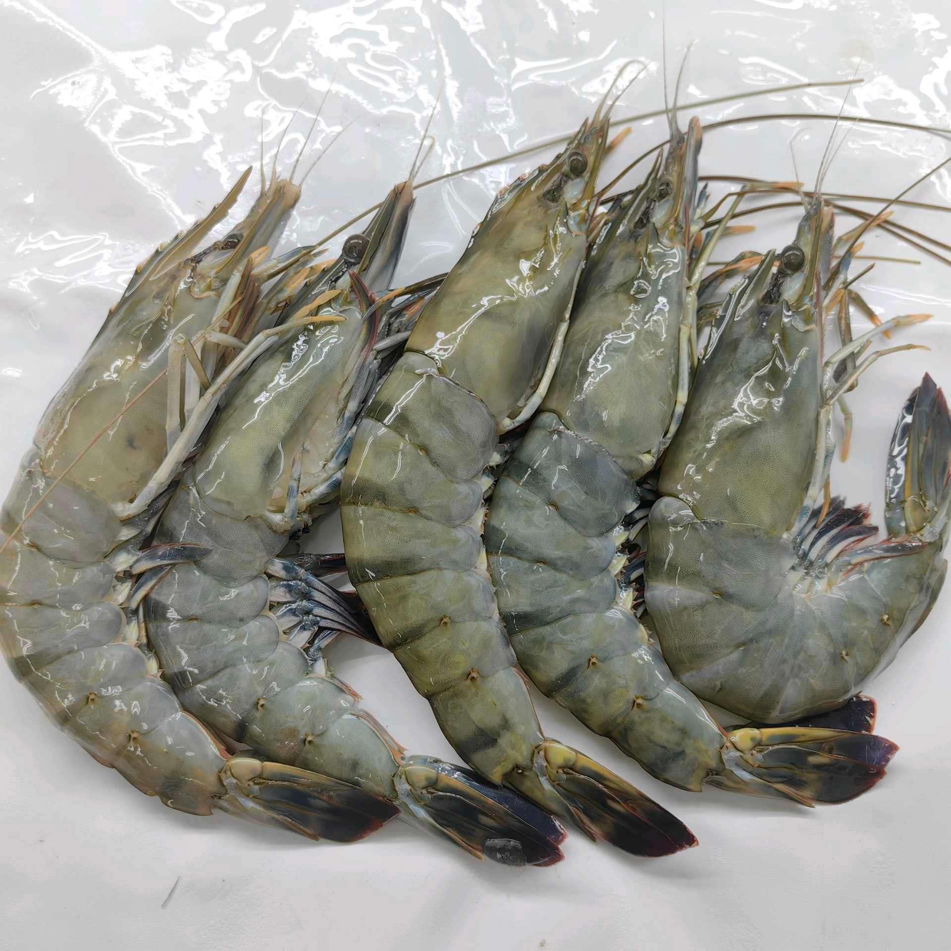 Udang Harimau XXL /Tiger Prawn XXL 6-8pcs (500-550g)