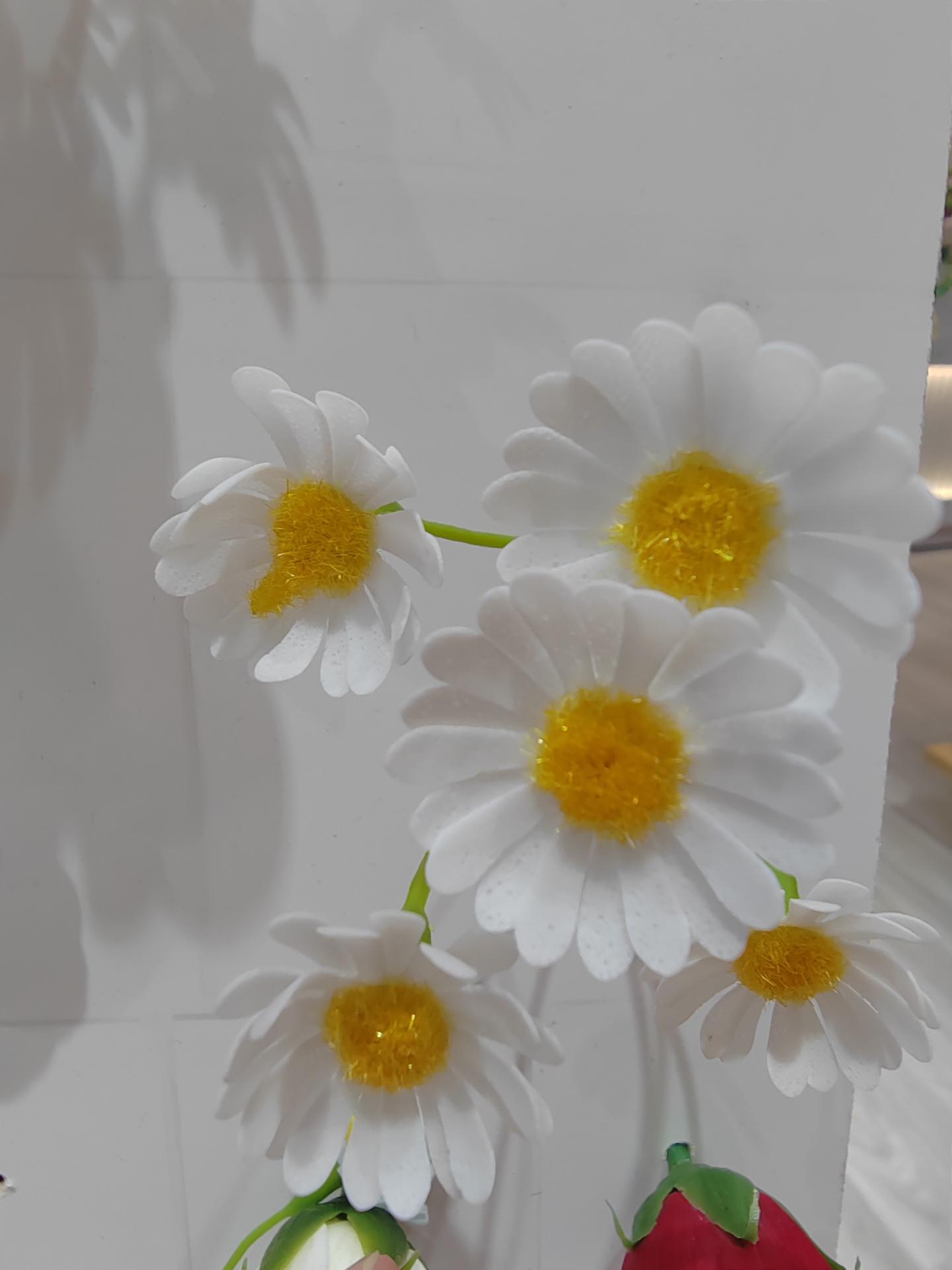 白色多头小雏菊