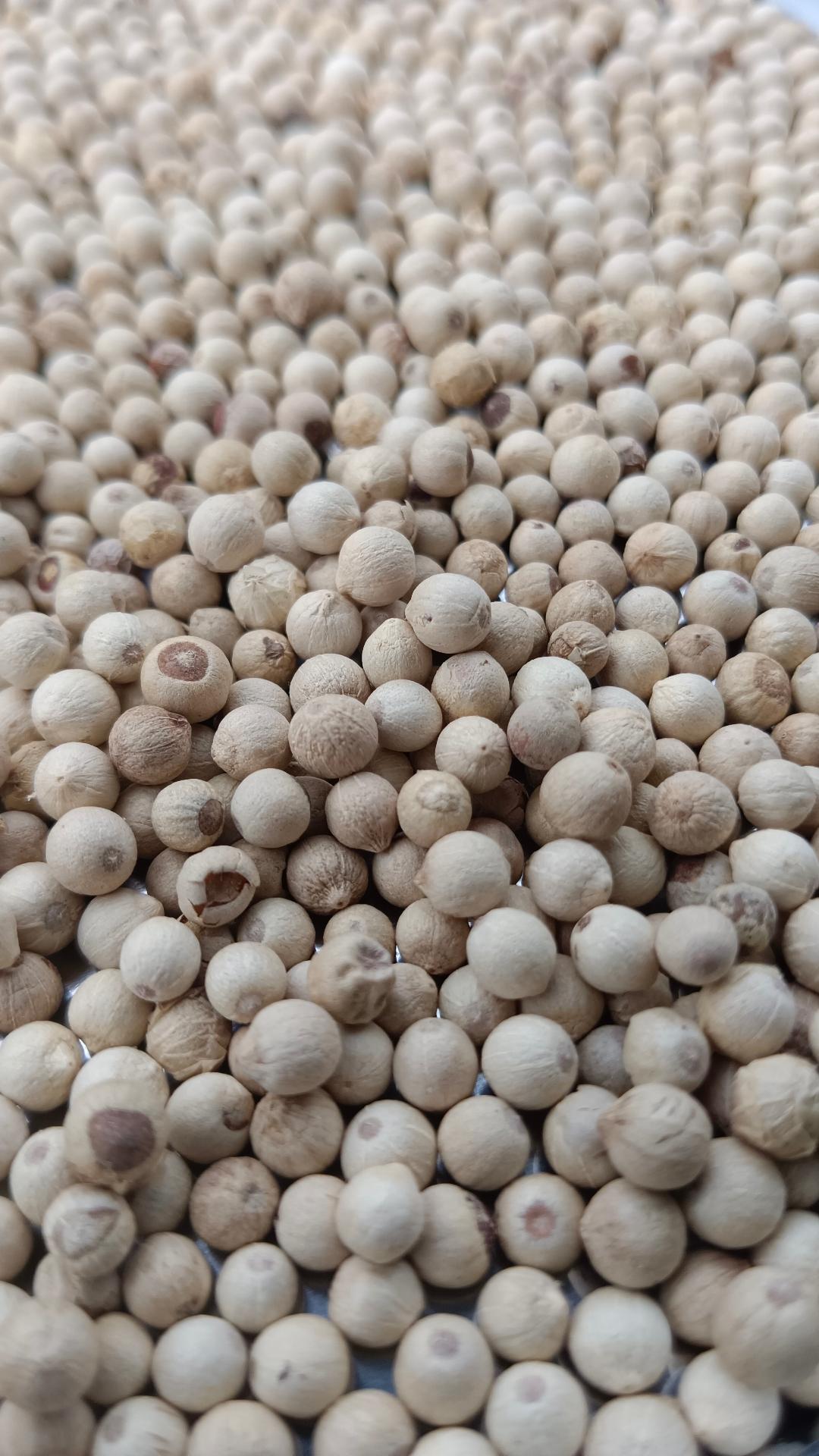 白胡椒粒 White Peppercorns