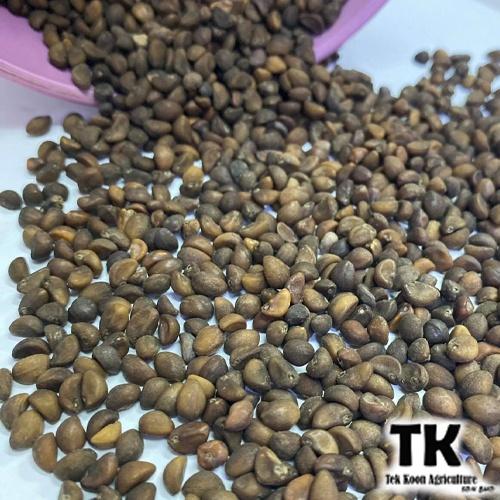 Benih Kangkung | Kang Kong Seeds 1kg / 500G - 1 Pack