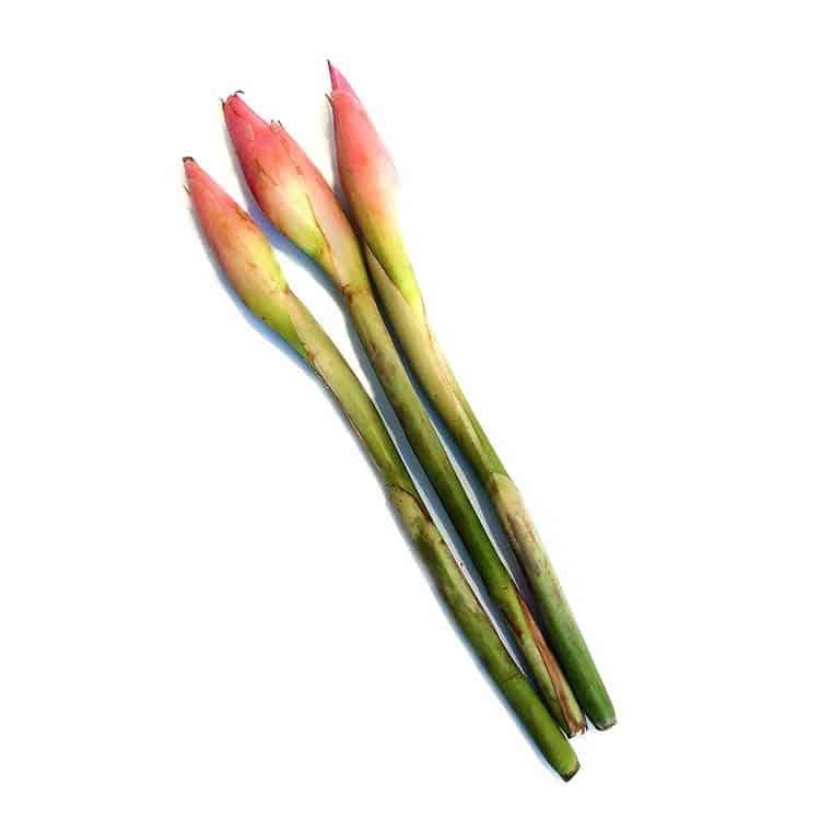 姜花 bunga kentang