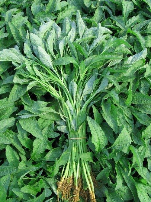 苋菜 bayam 500G