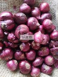 印度小葱 Bawang rose